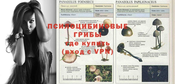 ПСИЛОЦИБИНОВЫЕ ГРИБЫ Осинники